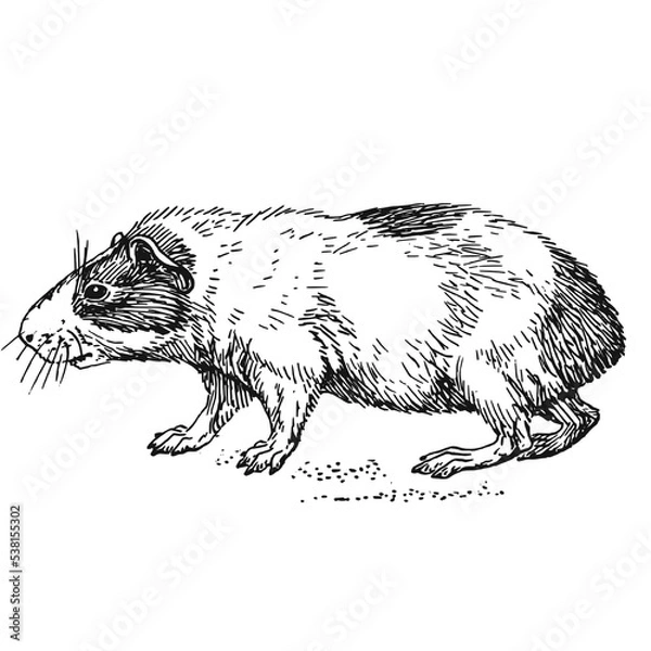Obraz Illustrations animaux dessin noir et blanc ancien