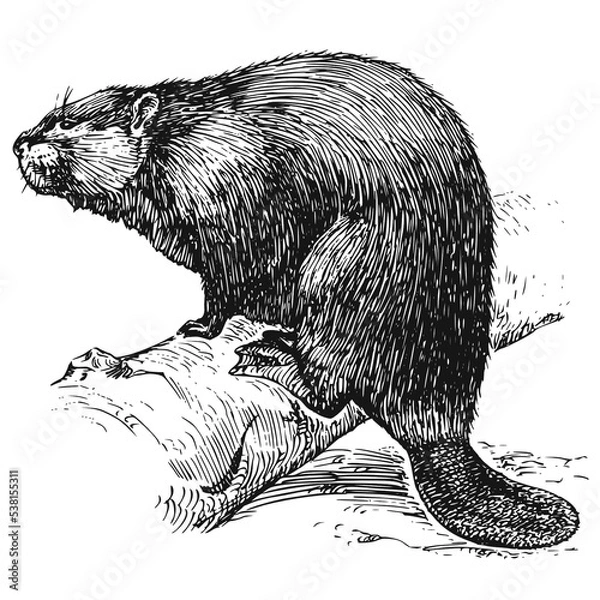 Obraz Illustrations animaux dessin noir et blanc ancien
