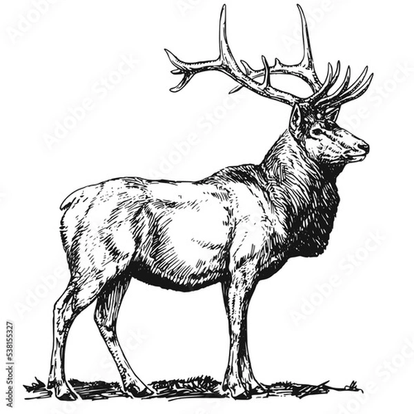 Fototapeta Illustrations animaux dessin noir et blanc ancien