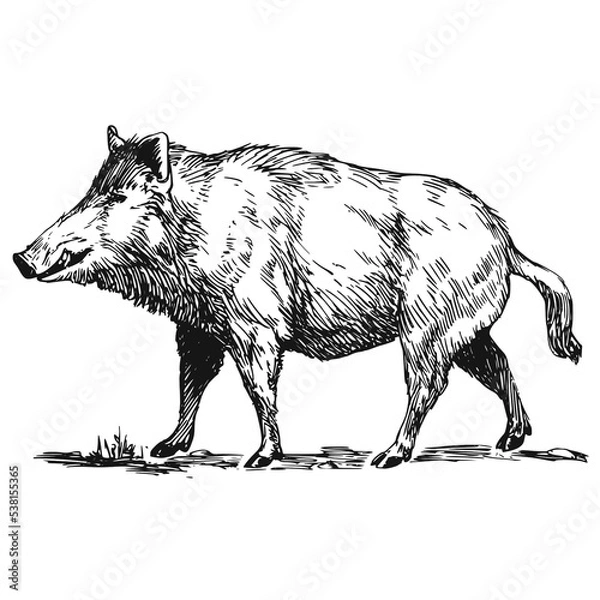 Obraz Illustrations animaux dessin noir et blanc ancien