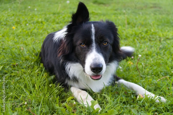 Obraz border collie puppy
