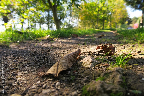 Fototapeta squirrel in the forest