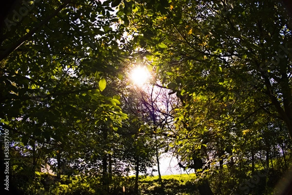 Obraz sun shining through tree