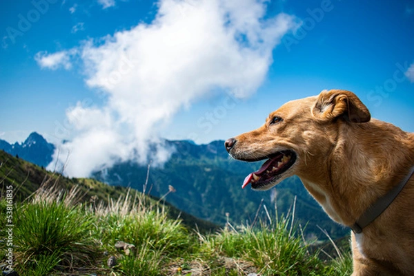 Fototapeta Cane montagna