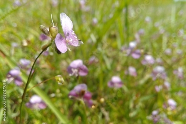Fototapeta flowers in spring