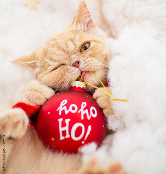 Obraz angry christmas cat