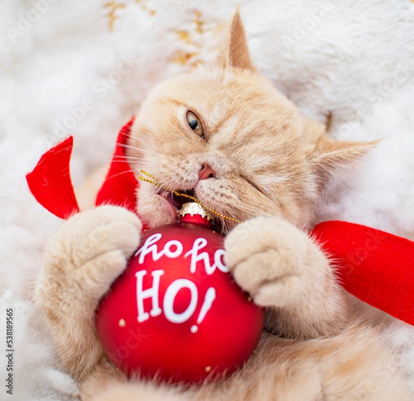 Obraz angry christmas cat