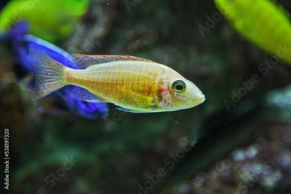 Fototapeta Albus Lethrinops, beautiful fish in the aquarium