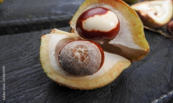 Obraz Chestnuts in shell with spikes in close-up