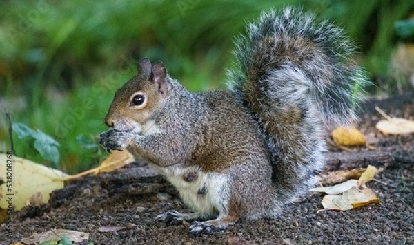 Obraz British gray squirrel in the park