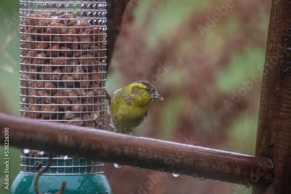 Obraz a bird on a feeder