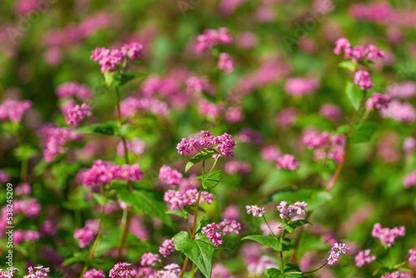 Fototapeta 光を浴びて輝く満開の赤蕎麦の花＠大阪