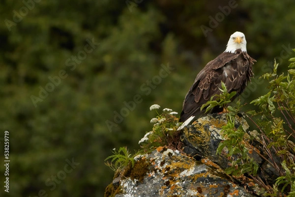 Obraz Wild Bald Eagle