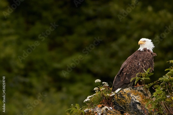 Obraz Wild Bald Eagle