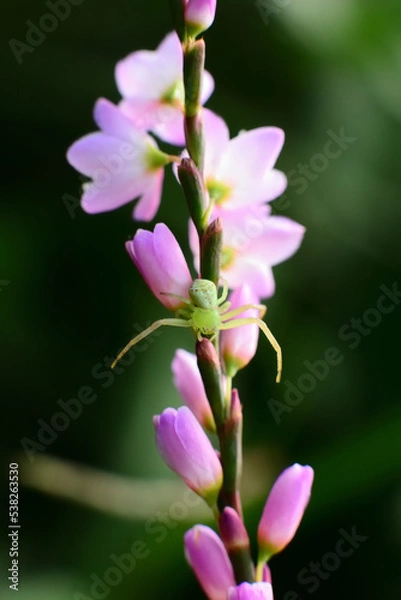 Fototapeta ハナグモ/ヤナギタデ