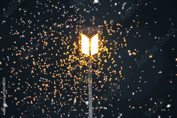 Obraz 街灯に集まるノンネマイマイ（北海道・上士幌町）
