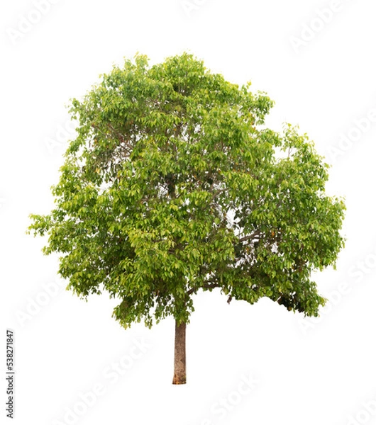 Obraz Isolated single tree greenery