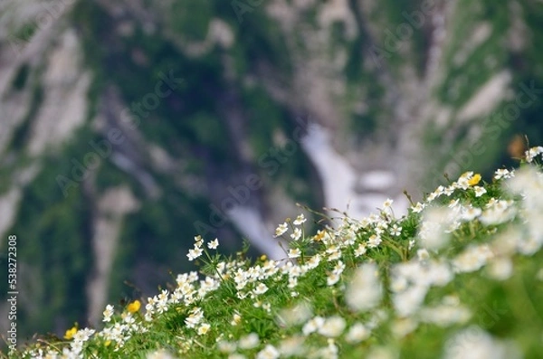 Fototapeta 高山に咲く花