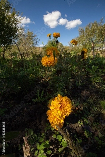 Obraz autumn in the forest