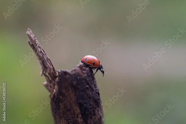 Obraz ladybug on a leaf