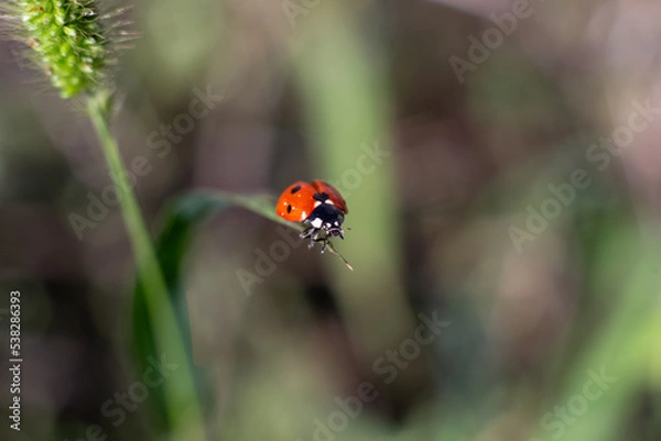 Obraz ladybird on a leaf