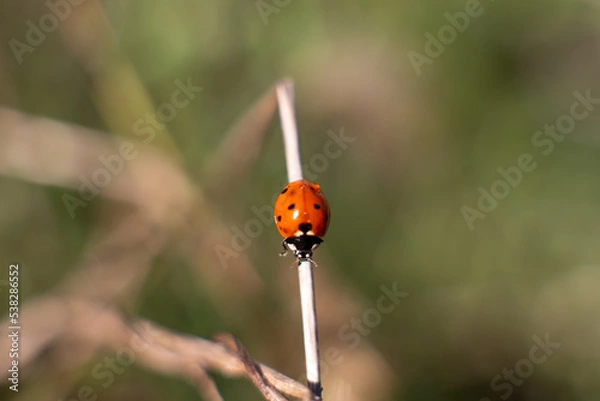 Obraz ladybird on a leaf