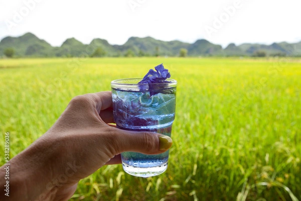 Obraz Butterfly Pea Tea on the rice fields background. Beautiful Nature in Kanchanaburi, Thailand. Healthy drink with a View.
