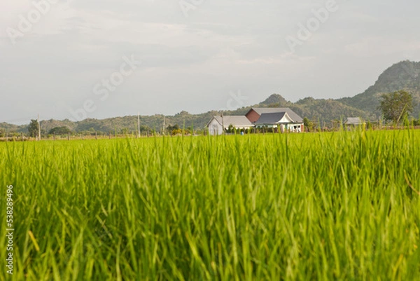 Obraz View of Rice Fields in Kanchanaburi. Travel and explore amazing Thailand. Beautiful Nature in Thailand.
