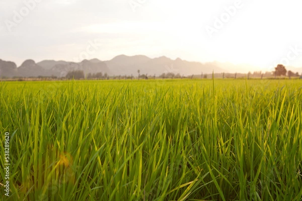 Obraz View of Rice Fields in Kanchanaburi. Travel and explore amazing Thailand. Beautiful Nature in Thailand.
