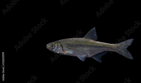 Fototapeta Schneider, spirlin, bleak, riffle minnow (Alburnoides bipunctatus)