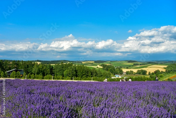 Fototapeta 日本で咲いている美しいラベンダーの絶景