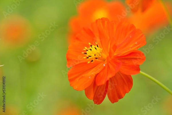 Obraz Orange Cosmos flowers Close-up