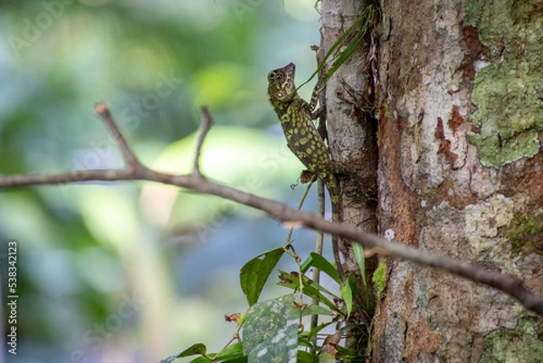 Fototapeta lizard on a tree