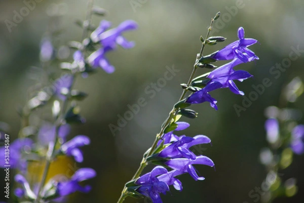 Obraz サルビア・ガラニチカ