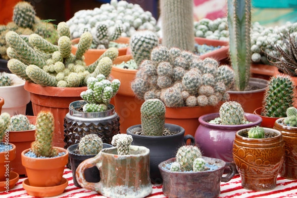 Obraz Cactus market