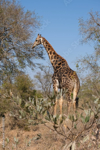 Obraz Giraffe eating from the branch