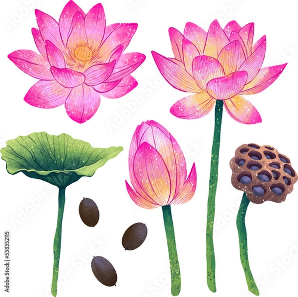 Fototapeta Illustration lotus flower in different angles lotus seeds leaf box digital