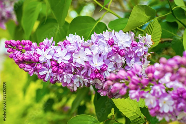 Obraz Weiß-lila Flieder