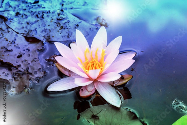 Obraz Seerose im Teich