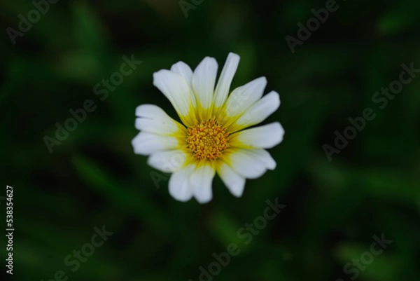 Obraz ジャノメクンショウギクは宿根ガザニアでもある