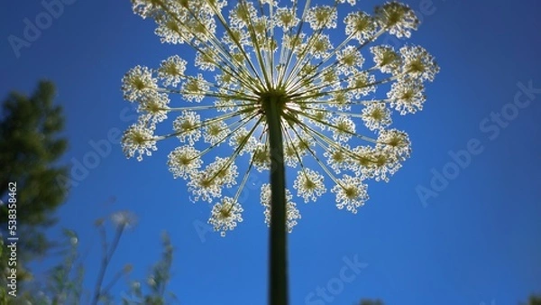 Obraz flower and sky