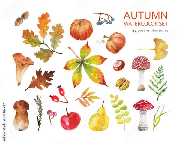 Obraz Autumn collection of watercolor drawings. Set of vector autumn fruits and plants. A set of watercolor drawings of amanita mushrooms, porcini mushrooms, autumn leaves, apples, pears, ginkgo, oak leaves