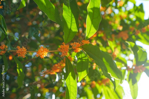 Obraz 陽の指す金木犀