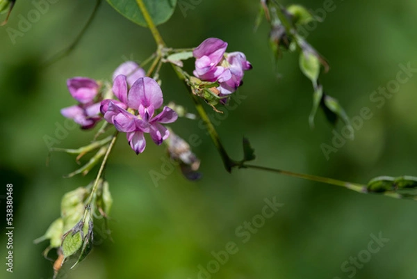 Fototapeta ピンク色で可愛いヤマハギの花