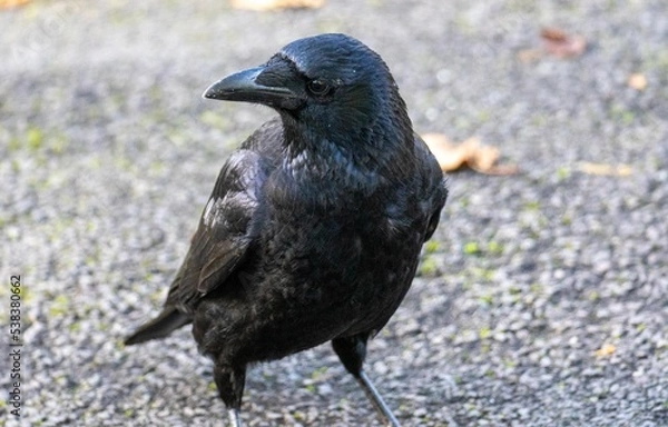 Obraz crow on the grass