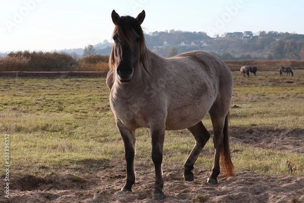 Obraz Rezerwat Beka 32