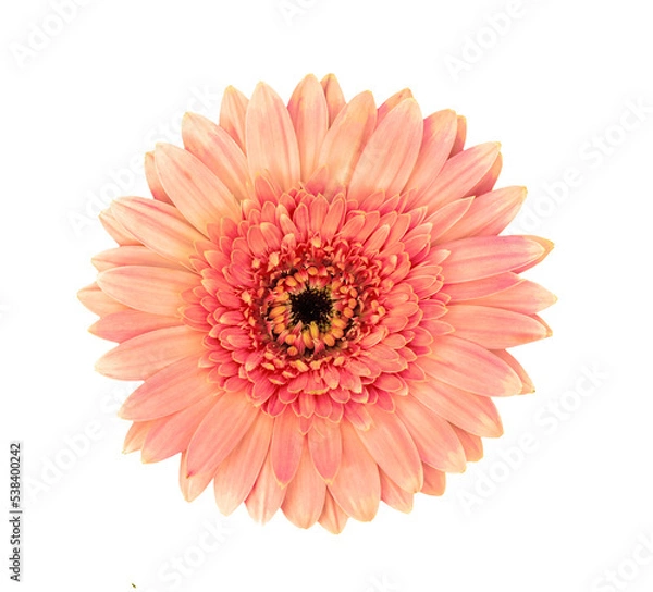 Obraz gerbera flower isolated on transparent png
