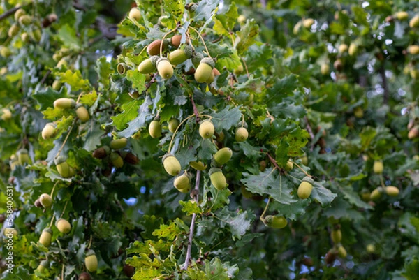Obraz Some green acorns hanging at the oak tree in autumn ready for harvesting