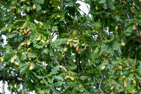 Fototapeta Several green acorns hanging at the branches of an oak tree beside green leafs in early autumn