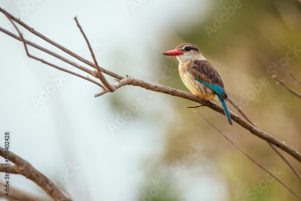 Obraz King Fisher
